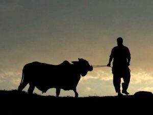 2649099-qurbani-1717703407-600x450