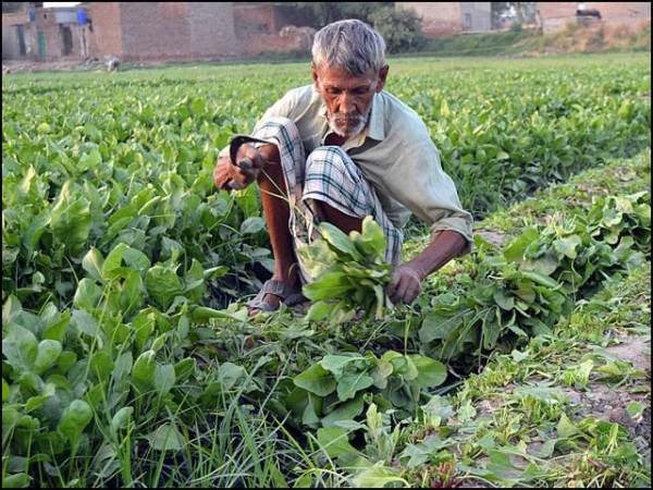 smallfarmerx-600x450