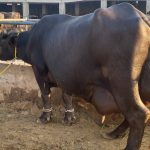 دیہی خواتین کی معاشی خودمختاری کی جانب بڑا قدم، صوبہ بھر میں مزید 15 ہزار جانور تقسیم کرنے کا فیصلہ